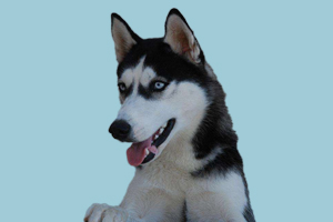 怎么讓哈士奇不叫