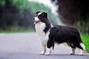 邊牧驅(qū)蟲注意事項有哪些