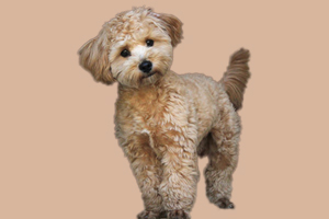 貴賓犬如何驅(qū)蟲