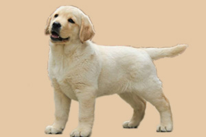 怎么讓拉布拉多聽話