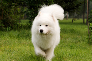 薩摩耶發(fā)燒怎么治療 薩摩耶發(fā)燒處理方法