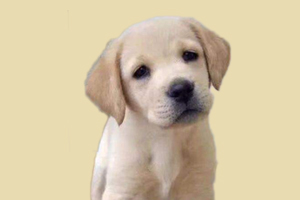 拉布拉多交配注意事項