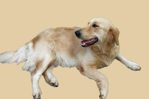 金毛犬怎樣預(yù)防皮膚病