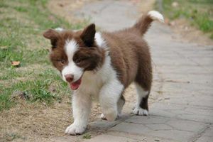 邊牧怎么訓(xùn)練護(hù)主