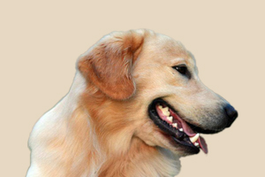 金毛耳朵有耳螨怎么治療