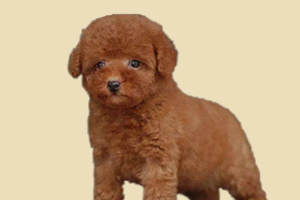 泰迪怎么斷尾巴