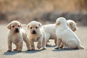 拉布拉多怎么認(rèn)主人