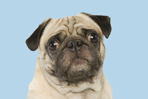 巴哥發(fā)情多久