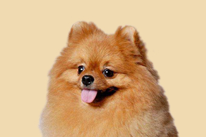 怎么給博美接生