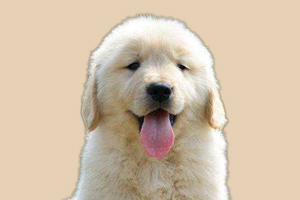 金毛幼犬太調(diào)皮怎么辦