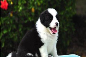 邊牧怎么訓練坐