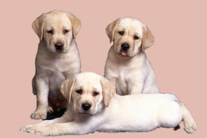 拉布拉多怎么養(yǎng)才聽話