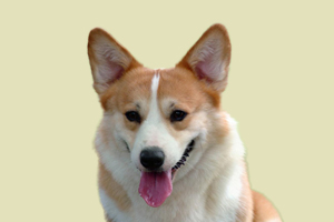 怎么教柯基恭喜