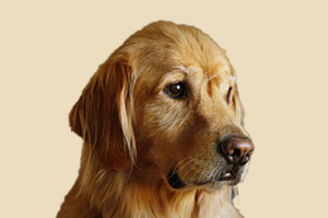 如何讓金毛聽話