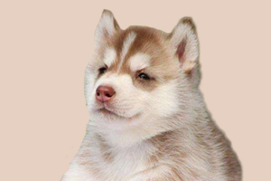 怎么讓哈士奇不亂拉屎