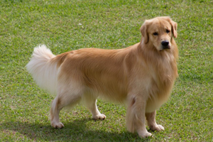 金毛怎么驅(qū)蟲(chóng)