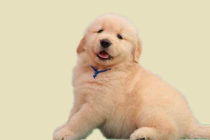 金毛幼犬如何驅(qū)蟲(chóng)