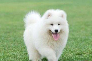 薩摩耶怎么除螨蟲 薩摩耶除螨蟲方法