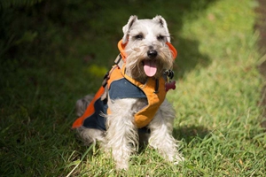雪納瑞怎么預防細小