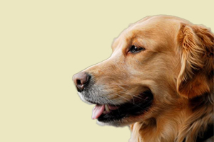 如何給金毛犬驅蟲