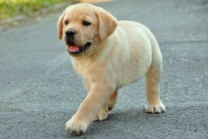 怎么讓拉布拉多去廁所