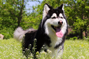 阿拉斯加怎么驅(qū)蟲