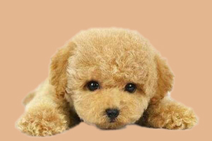 泰迪狗如何結(jié)尾