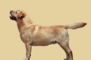 拉布拉多犬不聽話怎么辦