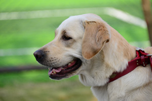 拉布拉多下狗怎么接生