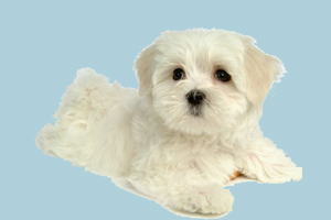 比熊怎么驅(qū)蟲