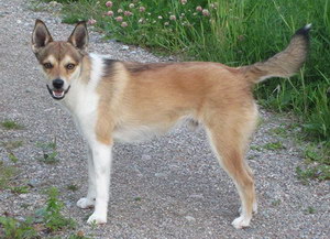 挪威倫德獵犬發(fā)燒怎么解決 挪威倫德獵犬發(fā)燒解決方案