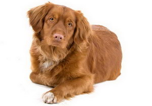 新斯科舍獵鴨尋獵犬怎么養(yǎng) 新斯科舍獵鴨尋獵犬飼養(yǎng)心得