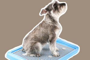 訓(xùn)練狗狗定點(diǎn)大小便怎么訓(xùn)