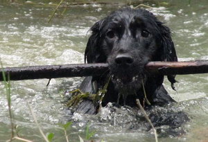 平毛尋回犬白內(nèi)障癥狀是什么 平毛尋回獵犬白內(nèi)障治療方法