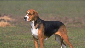 英國獵狐犬吃什么 英國獵狐犬喂養(yǎng)知識