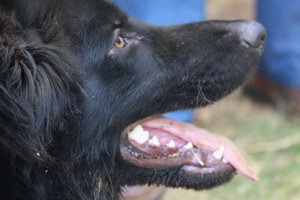 比利時(shí)牧羊犬毛發(fā)怎么護(hù)理 比利時(shí)牧羊犬毛發(fā)護(hù)理方法