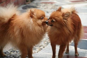 狗結(jié)石的癥狀有哪些