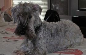 捷克梗怎么護(hù)理 捷克梗洗澡養(yǎng)護(hù)知識