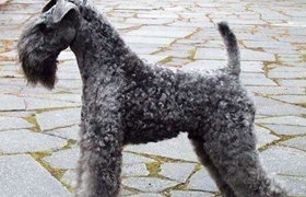 凱利藍梗怎么護理 凱利藍梗護理常識