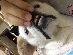 狗狗牙周炎怎么治療 狗狗牙周炎治療預(yù)防方法