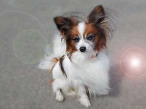 英國玩具獵鷸犬得了蕁麻疹怎么辦