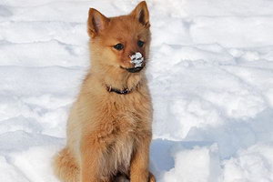 芬蘭波美拉尼亞絲毛狗怎么養(yǎng)方法介紹