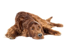 愛爾蘭雪達(dá)犬性格怎么樣 愛爾蘭雪達(dá)犬性格介紹