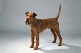 愛爾蘭梗喂什么 愛爾蘭紅梗喂食要點