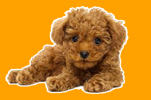 泰迪犬怎么訓(xùn)練站立