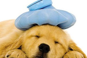 犬瘟癥狀有哪些