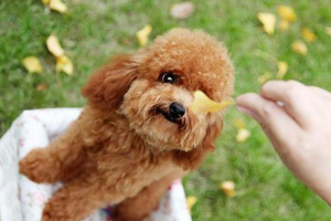 貴賓犬訓(xùn)練站立行走方法是什么