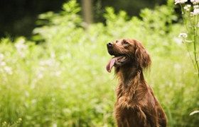 愛爾蘭雪達(dá)犬怎么護(hù)理 毛發(fā)護(hù)理方法