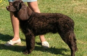 美國(guó)水獵犬掉毛怎么辦 美國(guó)水獵犬掉毛程度介紹