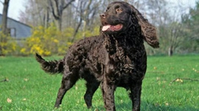 美國(guó)水獵犬毛發(fā)怎么修剪 大型美國(guó)水獵犬修剪方法